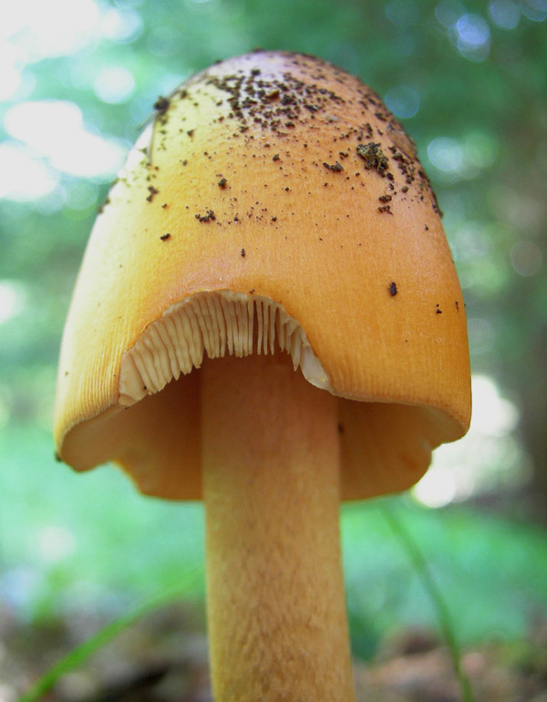 Amanita crocea - Val di Cembra 2...