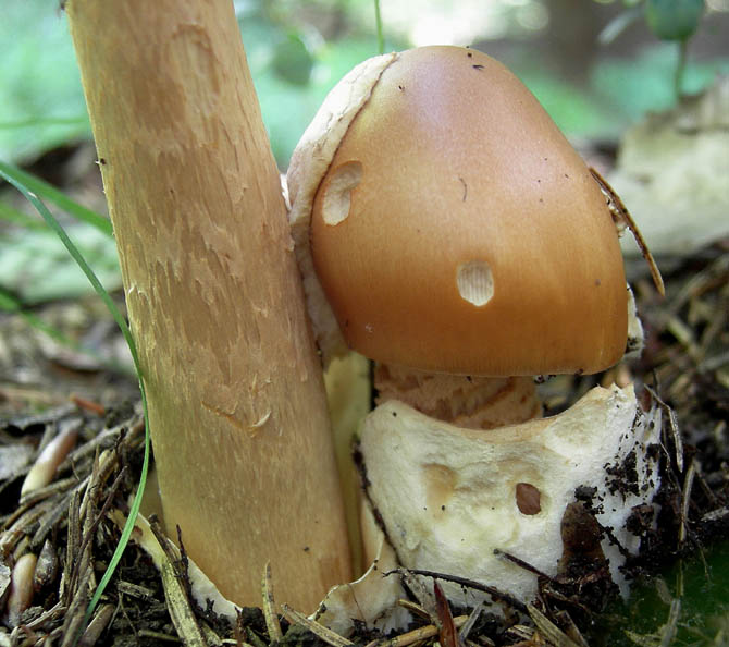 Amanita crocea - Val di Cembra 2...