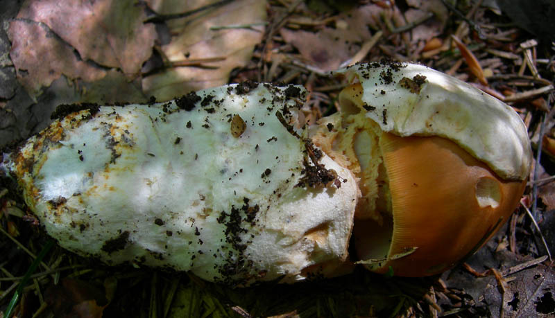 Amanita crocea - Val di Cembra 2...