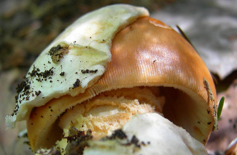 Amanita crocea - Val di Cembra 2...