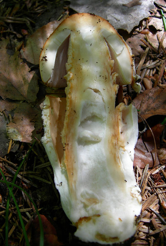Amanita crocea - Val di Cembra 2...