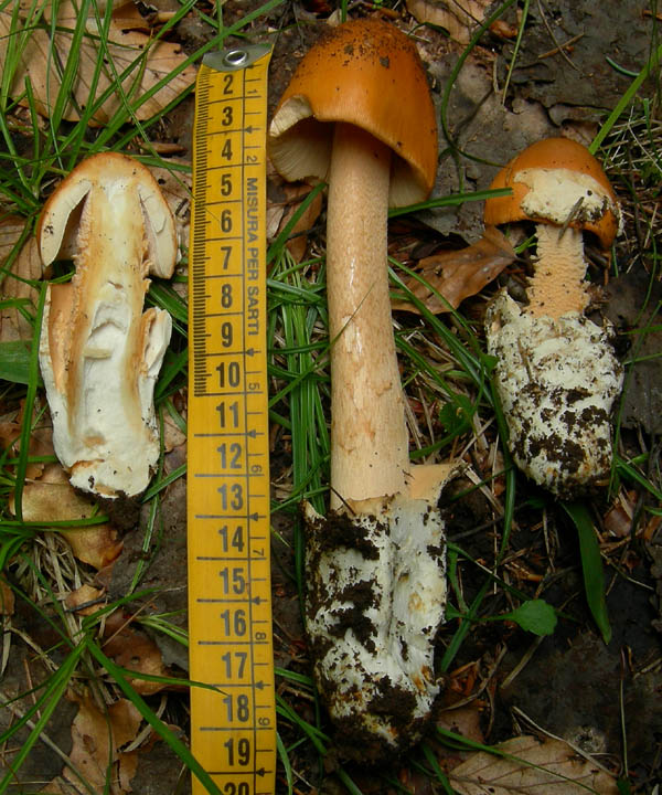 Amanita crocea - Val di Cembra 2...