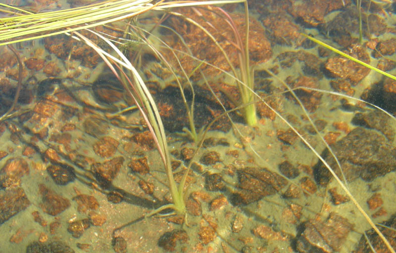 Sparganium angustifolium / Coltellaccio a foglie strette