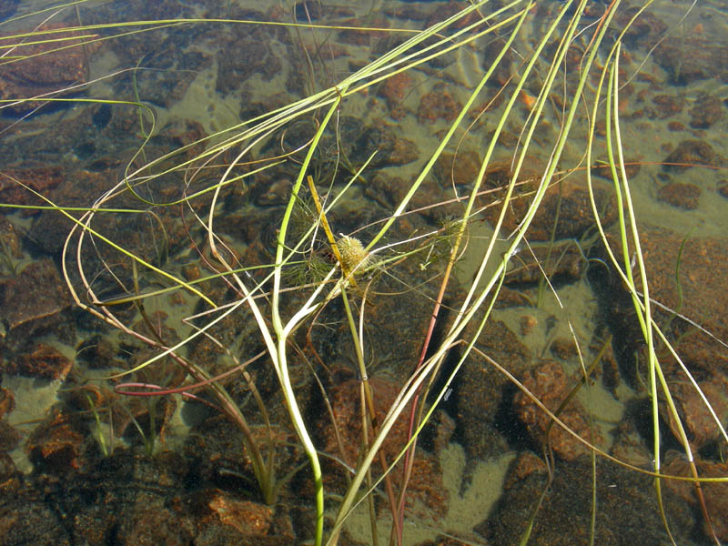 Sparganium angustifolium / Coltellaccio a foglie strette