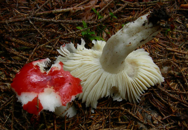 7 funghi dalla Carinzia (Austria)