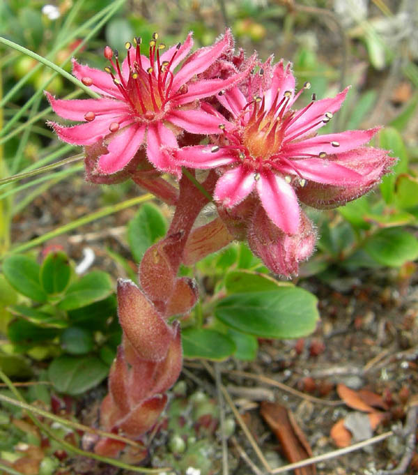 Sempervivum arachnoideum / Semprevivo ragnateloso