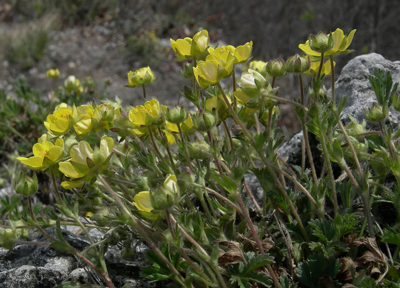 Potentilla tabernaemontani (=Potentilla neumanniana)/Cinquefoglia primaticcia