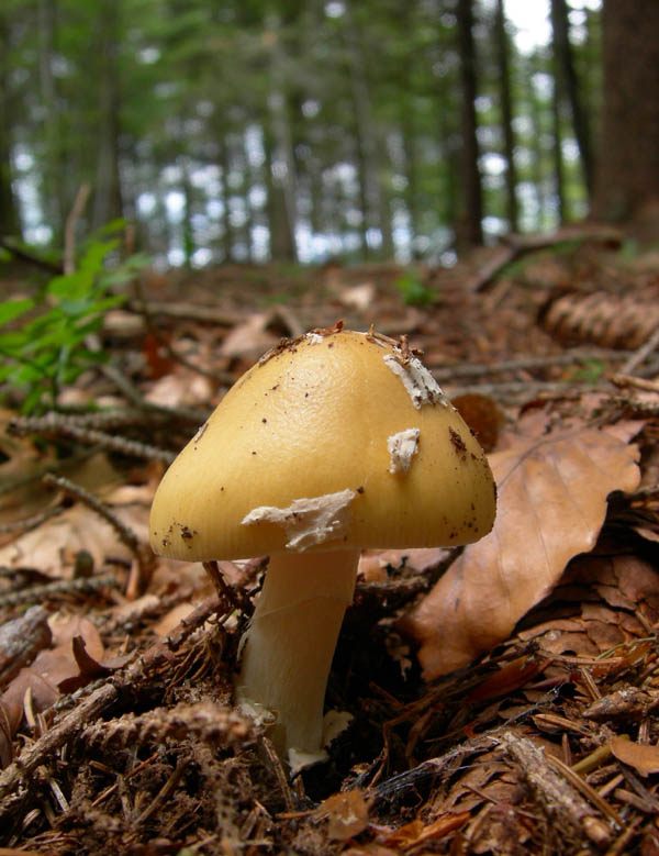 Amanita gemmata - Val di Cembra 4.....