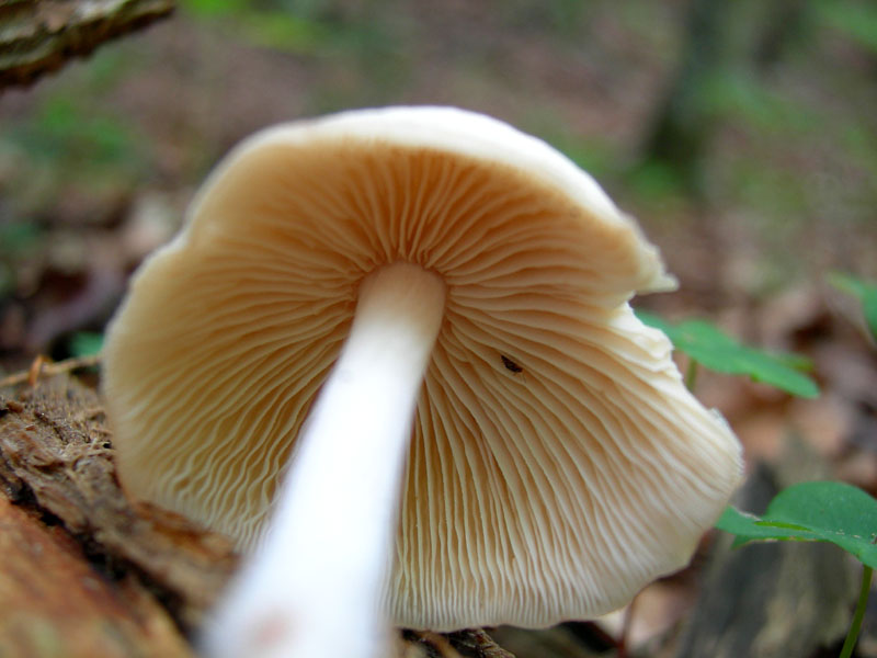 Per funghi con alberto.