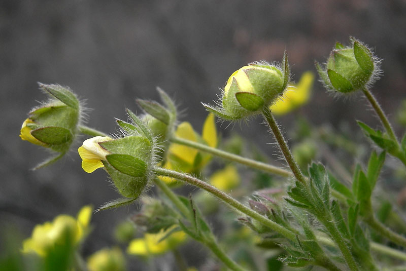Potentilla tabernaemontani (=Potentilla neumanniana)/Cinquefoglia primaticcia
