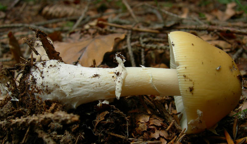 Amanita gemmata - Val di Cembra 4.....