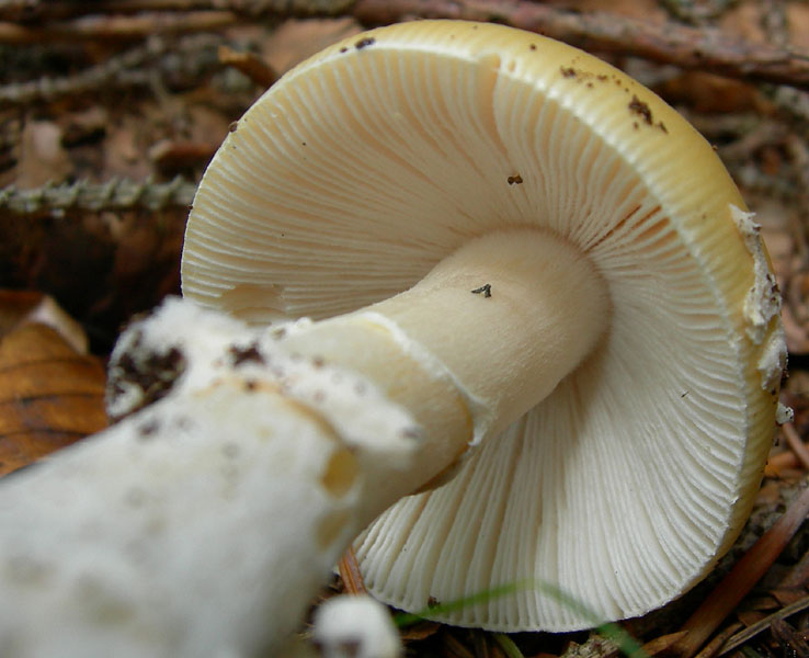 Amanita gemmata - Val di Cembra 4.....