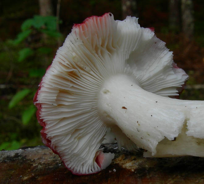 7 funghi dalla Carinzia (Austria)