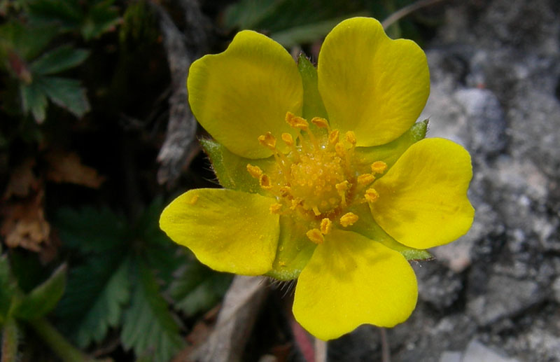 Potentilla tabernaemontani (=Potentilla neumanniana)/Cinquefoglia primaticcia