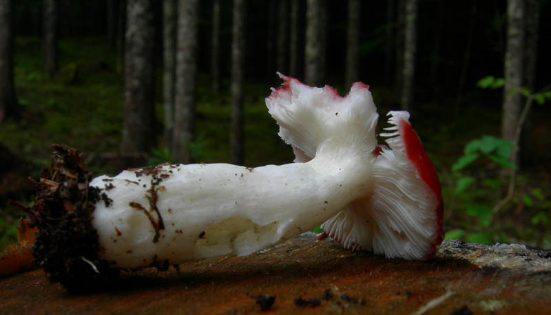 7 funghi dalla Carinzia (Austria)