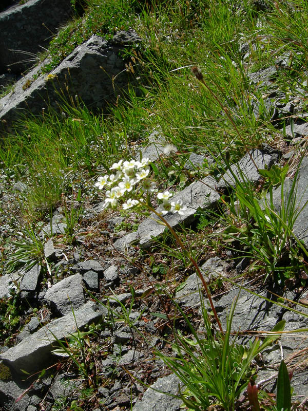 Val Campelle............6 Saxifraga paniculata