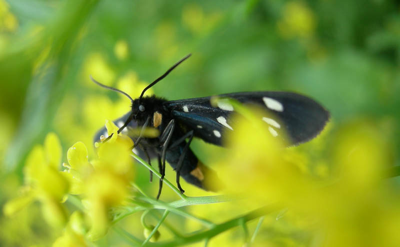 Amata phegea - Erebidae Arctiinae.........dal Trentino