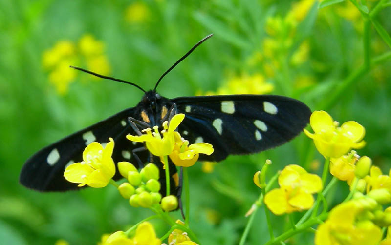 Amata phegea - Erebidae Arctiinae.........dal Trentino