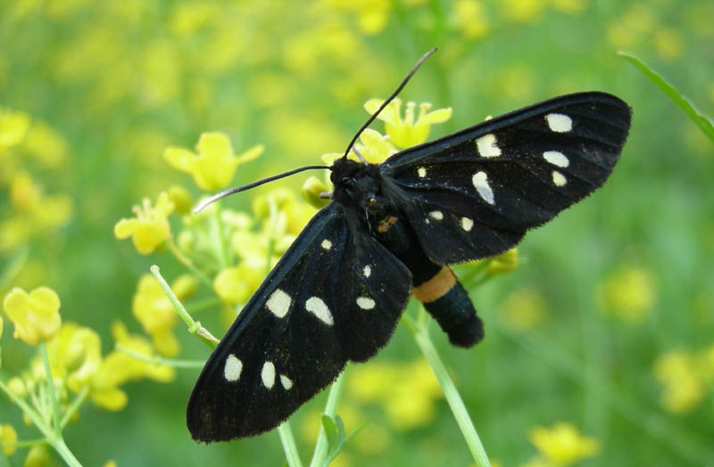 Amata phegea - Erebidae Arctiinae.........dal Trentino