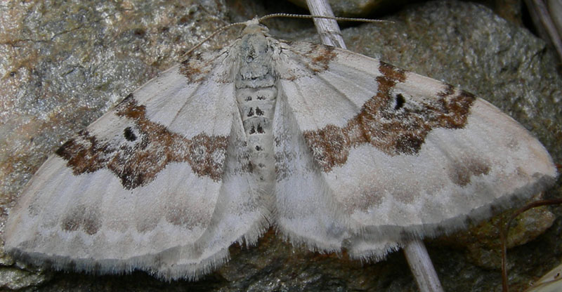 Xanthorhoe montanata - Geometridae.......dal Trentino