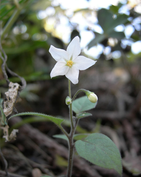 Solanum jasminoides / Gelsomino di notte