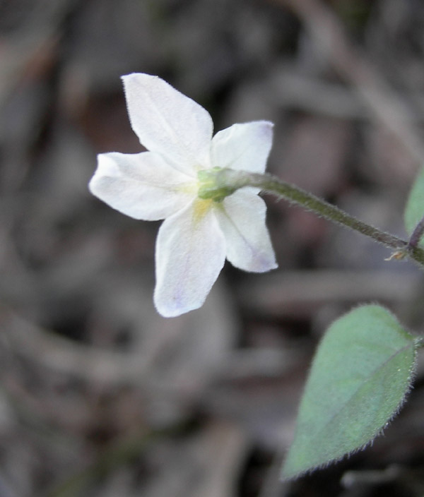 Solanum jasminoides / Gelsomino di notte