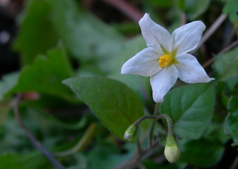 Solanum jasminoides / Gelsomino di notte