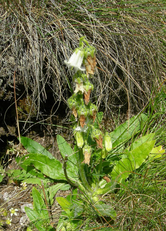 Campanula barbata / Campanula frangiata