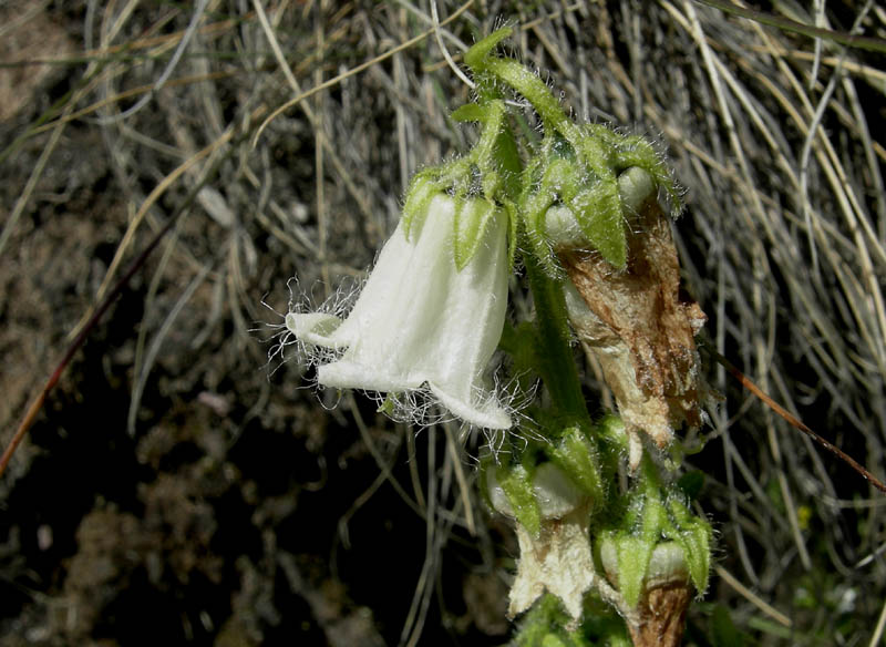 Campanula barbata / Campanula frangiata