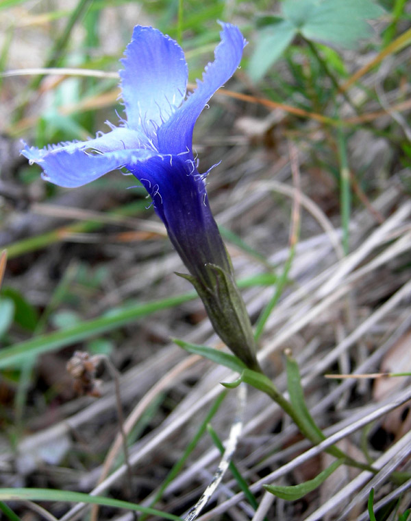 Gentianopsis ciliata / Genziana sfrangiata