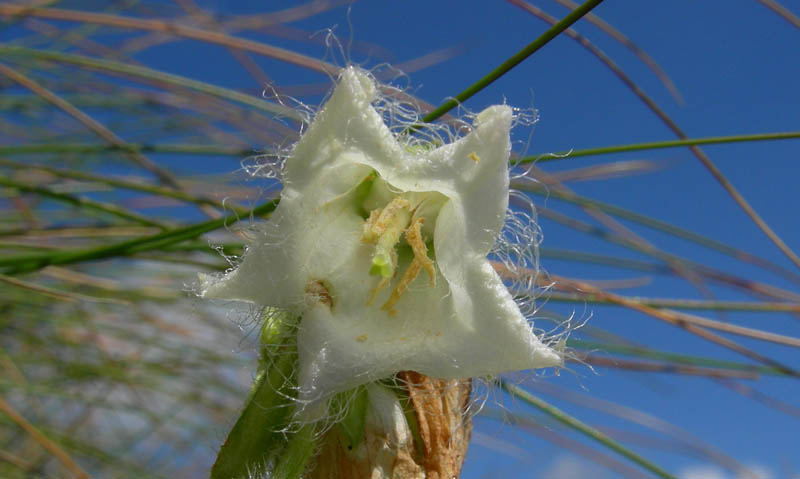 Campanula barbata / Campanula frangiata