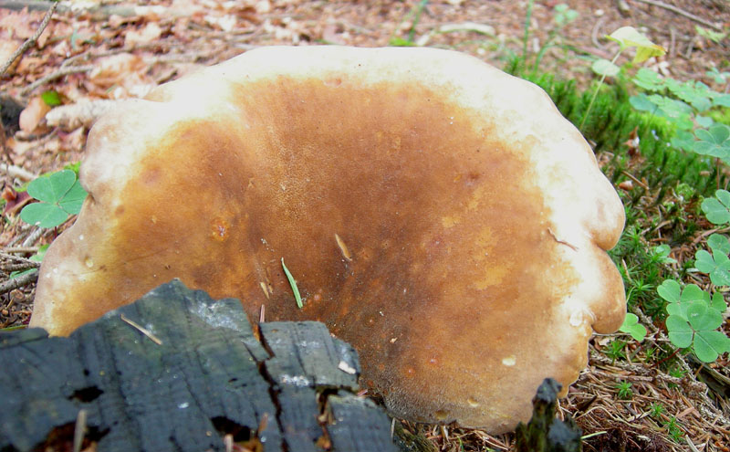 Per funghi con alberto.