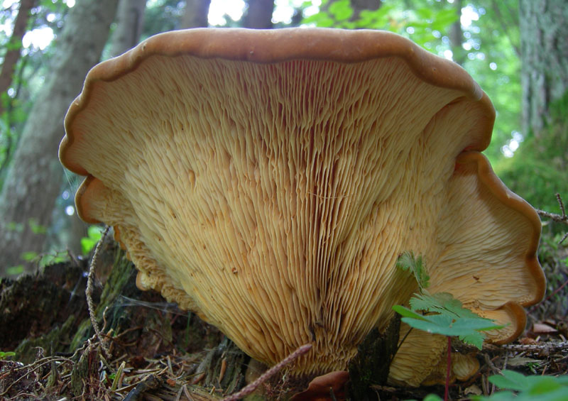 Per funghi con alberto.