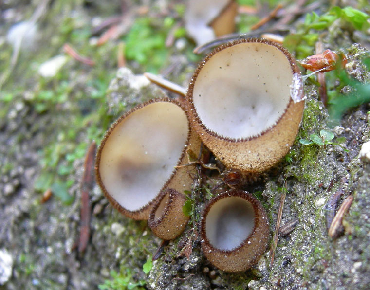 Humaria hemisphaerica