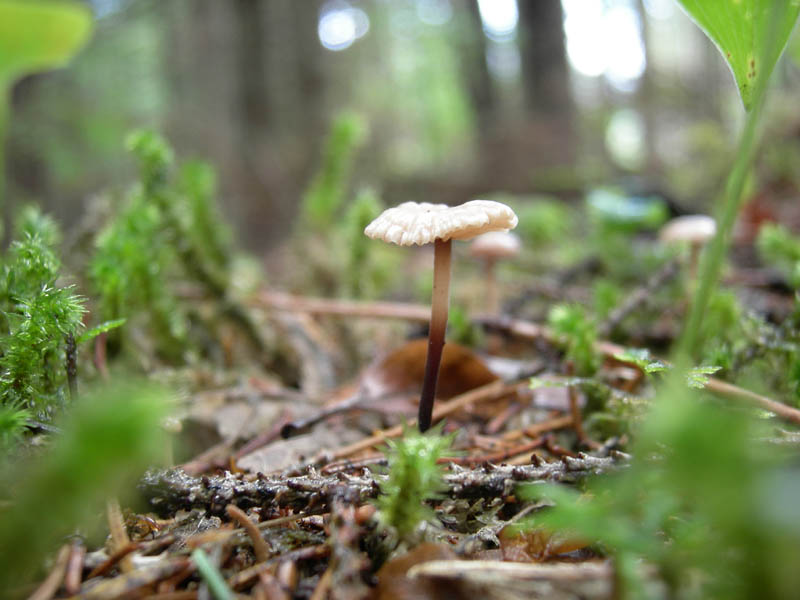 7 funghi dalla Carinzia (Austria)