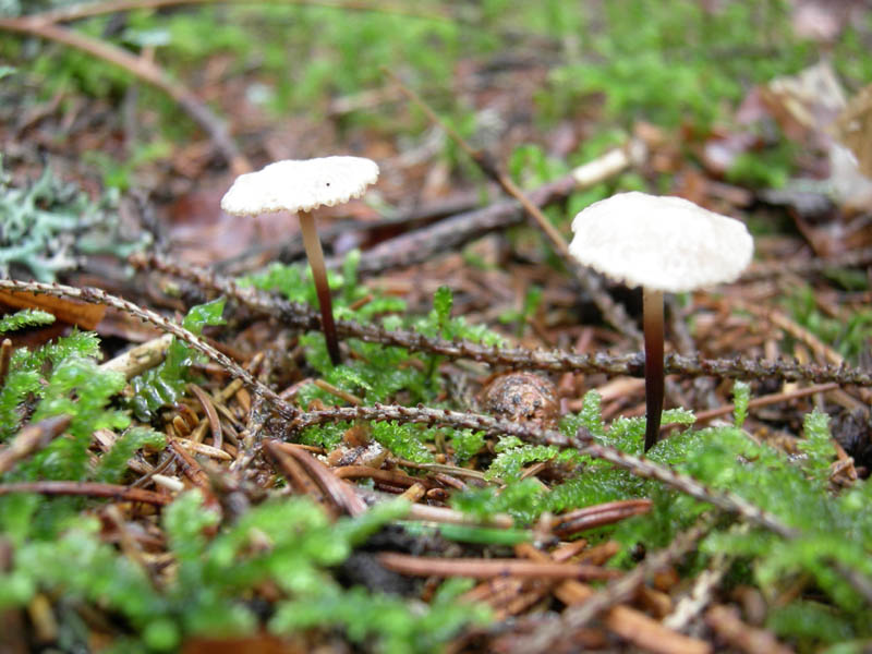 7 funghi dalla Carinzia (Austria)