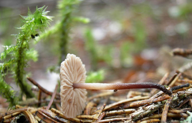 7 funghi dalla Carinzia (Austria)