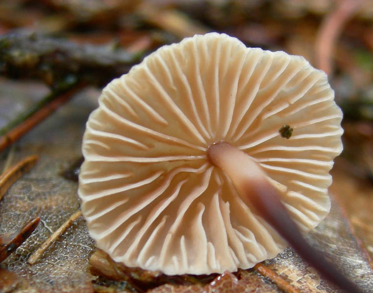 7 funghi dalla Carinzia (Austria)