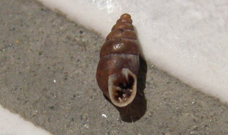 Chondrine