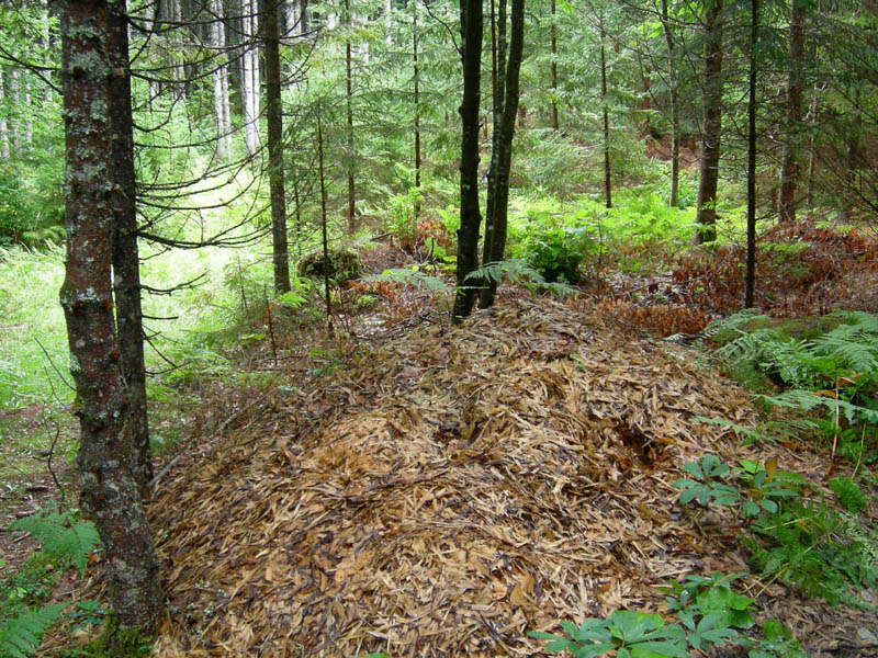 7 funghi dalla Carinzia (Austria)