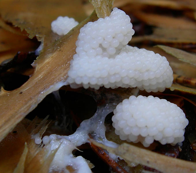 7 funghi dalla Carinzia (Austria)