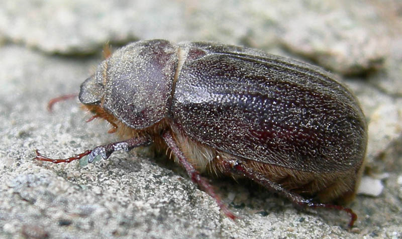 Aplidia transversa