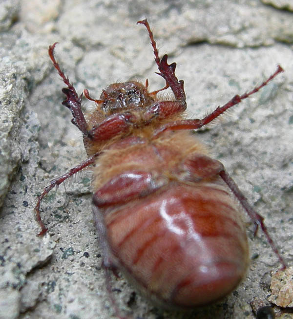 Aplidia transversa