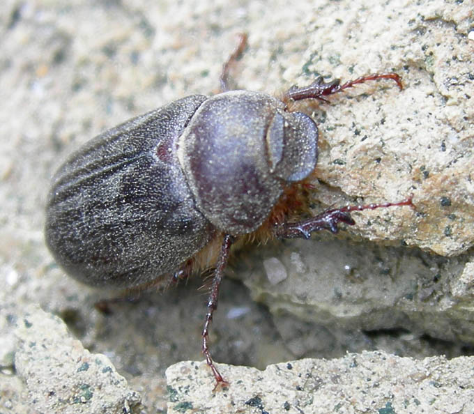 Aplidia transversa