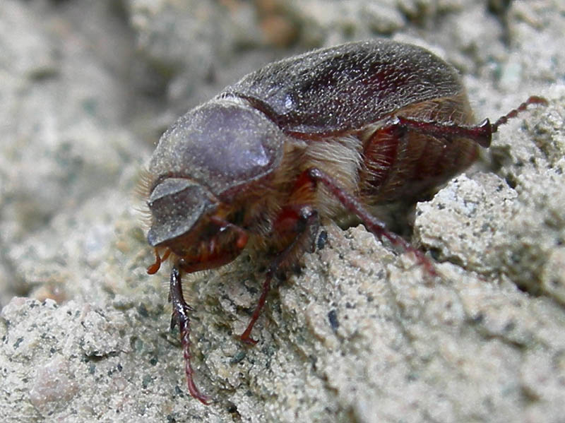 Aplidia transversa