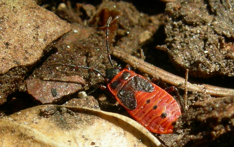 Giovane Pyrrhocoris