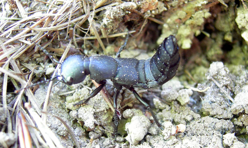 Ocypus sp.: tenebricosus?