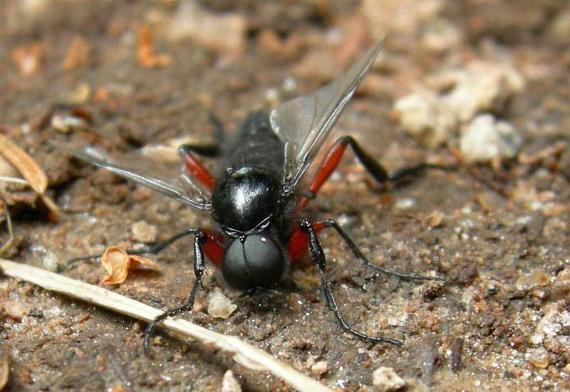 Bibio pomonae....dal Trentino