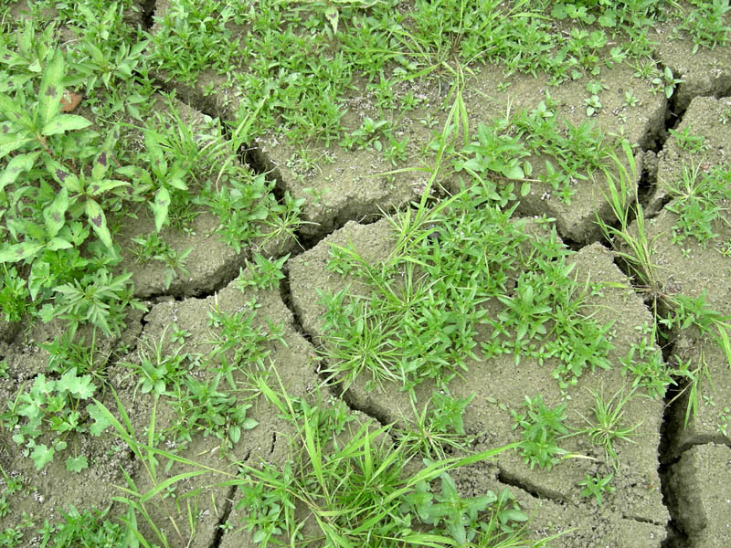 il caldo si fa sentire ?