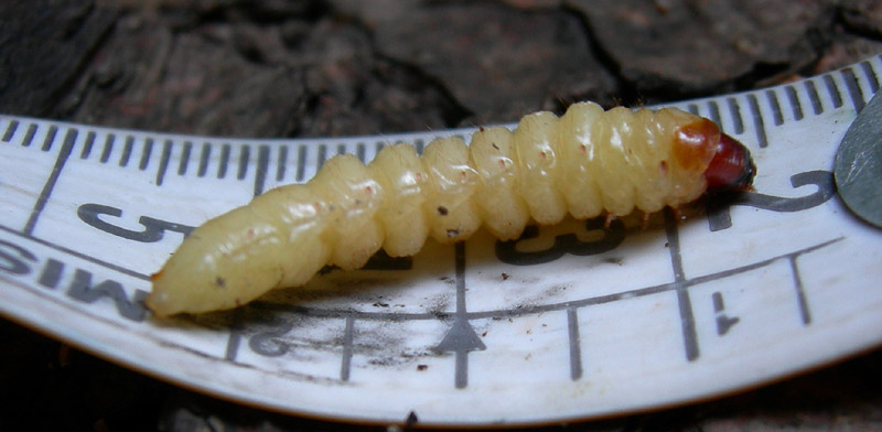 Larva di Pachyta sp.